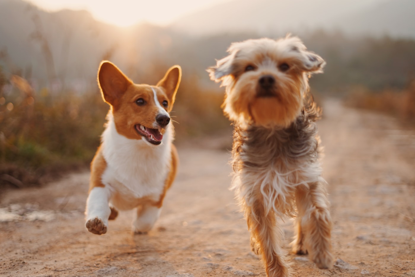 Dogs on the run after a wash