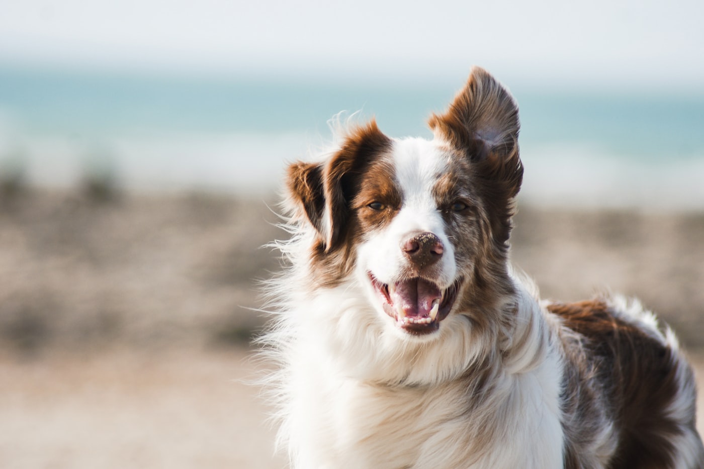 A sandy beach dog ready for the table